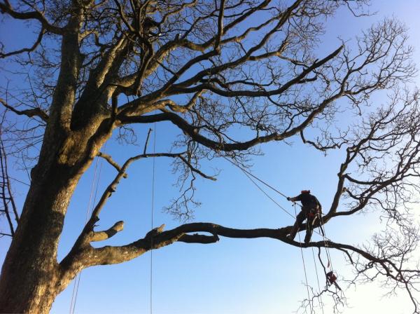 TechTrees's tweet image. Afternoon limb walking!
