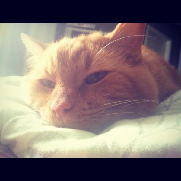 MrMontegue's tweet photo. Lazy cat day. http://t.co/QCkqSGRs