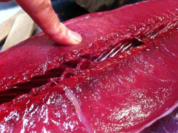 見た目で区别できなくて 不味ーーーいと酷評されるゴリガツオ ゴシガツオ イシガツオ キガツオの正体を探ってみた Togetter 見た目で区别できなくて 不味ーーーいと酷評されるゴリガツオ ゴシガツオ イシガツオ キガツオの正体を探ってみた Togetter