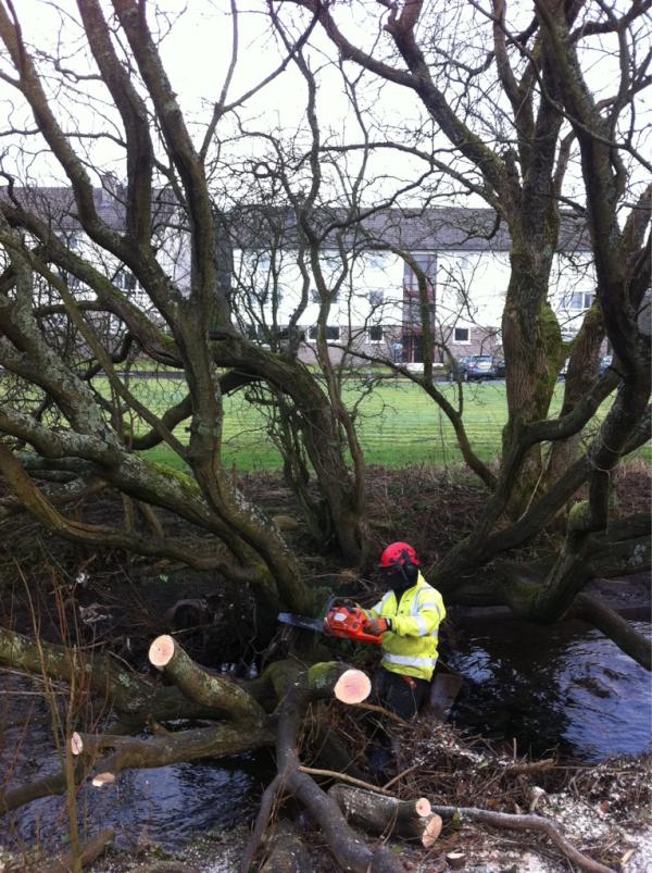 TechTrees's tweet image. Today we are tree cutting in a small river! Wet!