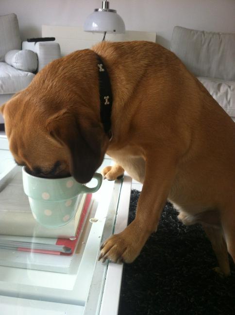 What is it with my dog and cups of tea? Leave the room for 20 seconds and this happens.....