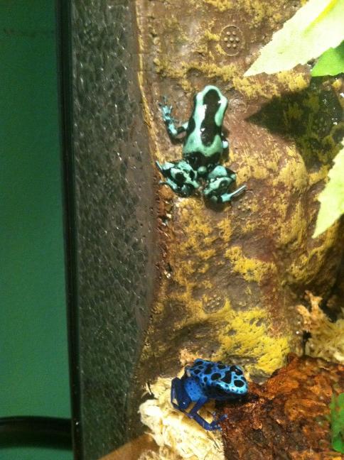 Mikey10001's tweet image. Poison dart frogs. #biologistproblems
