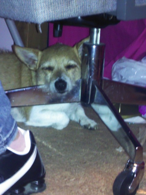 bristaxx's tweet image. My dog got contact #weedproblems