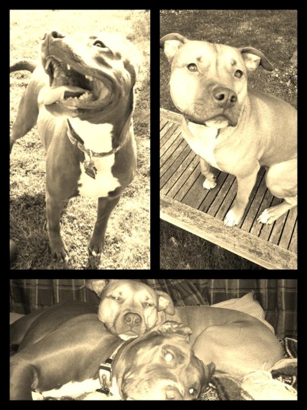 Divinepit's tweet image. The Girls!