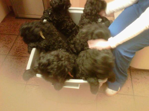 Seven Puppies and Mom in for a check up.