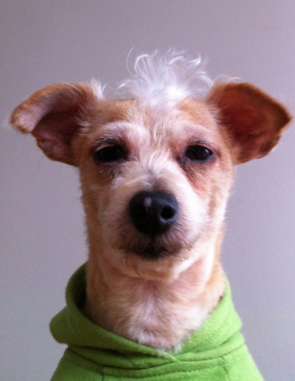WaymonHudson's tweet image. My editor is breathing down my neck... #PuppyPorn #WorkFromHomeHumor