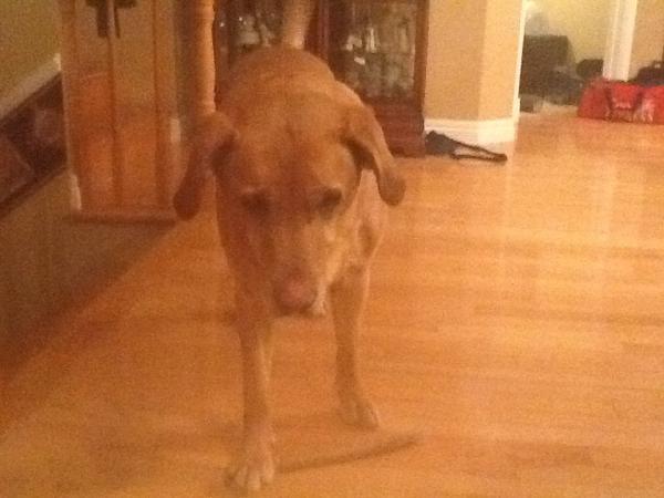 Fred_Hutton's tweet photo. Found this Golden Lab wandering on Park Avenue during the storm today. He is very well trained and friendly. http://t.co/7XOv14rv