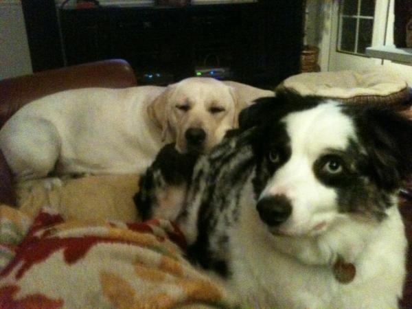 LabReports's tweet image. My brother Koda makes a wonderful pillow ;-)