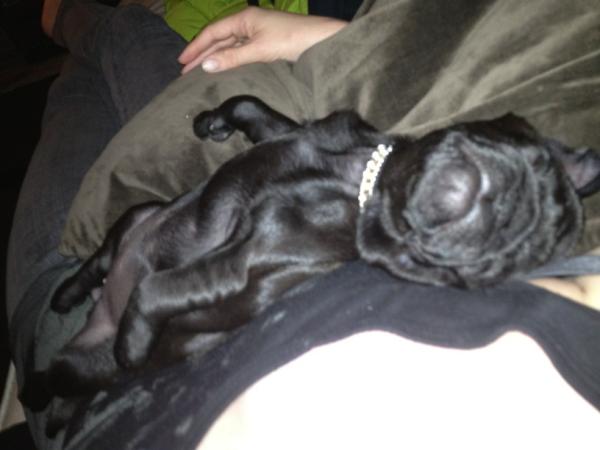 tarncham's tweet image. Sleeping pug -too cute
