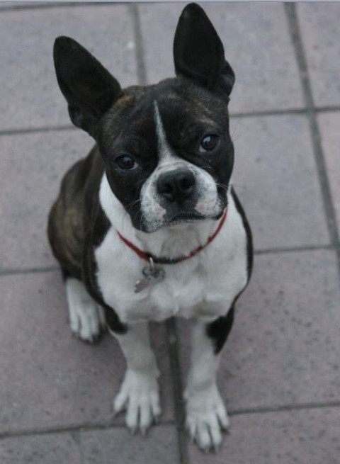 Bostonterrie's tweet photo. Una de las hijas del pope
Que bonita esta http://t.co/hTktdLg7