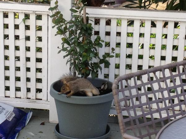 shapps's tweet photo. What's that squirrel doing in our jasmine plant??! 

Scat! http://t.co/BEXGjvlK