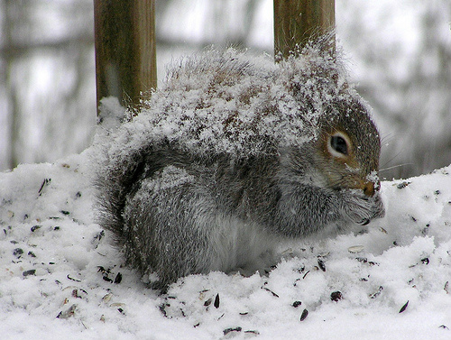 Reemanzi's tweet image. hmm I just found him in our garden! #exaggerating maybe a little ;P