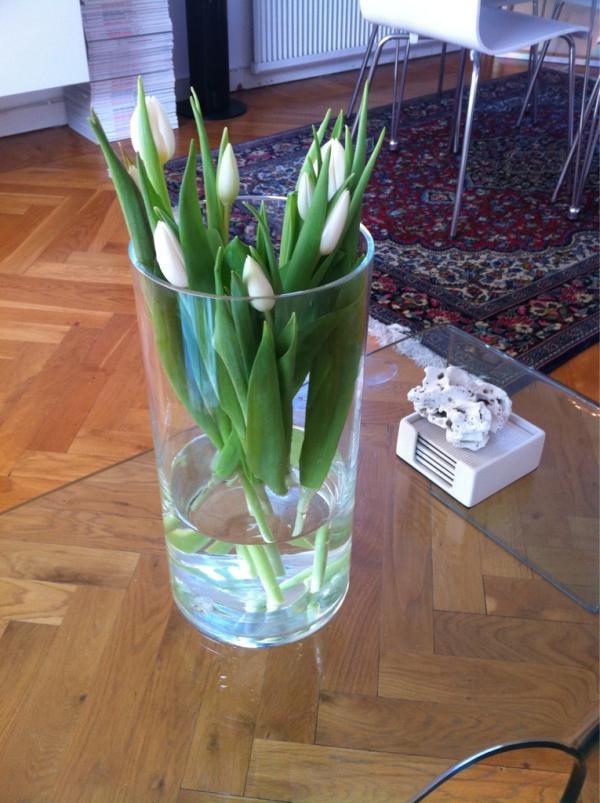 Maddoxvs's tweet photo. Gick från lördags glad till gladast när @frida_nor kom förbi med fina tulpaner till mig. Tack darling ! ! http://t.co/HPnNsTYB
