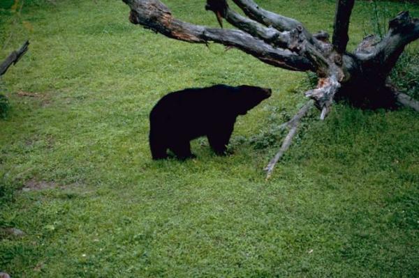 LouisianaTour's tweet photo. Look it's a black bear our state animal http://t.co/aBTm16vb