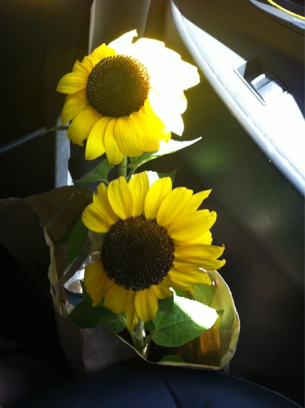 castlebox's tweet image. Love the sunflowers from #Bunnings  !!