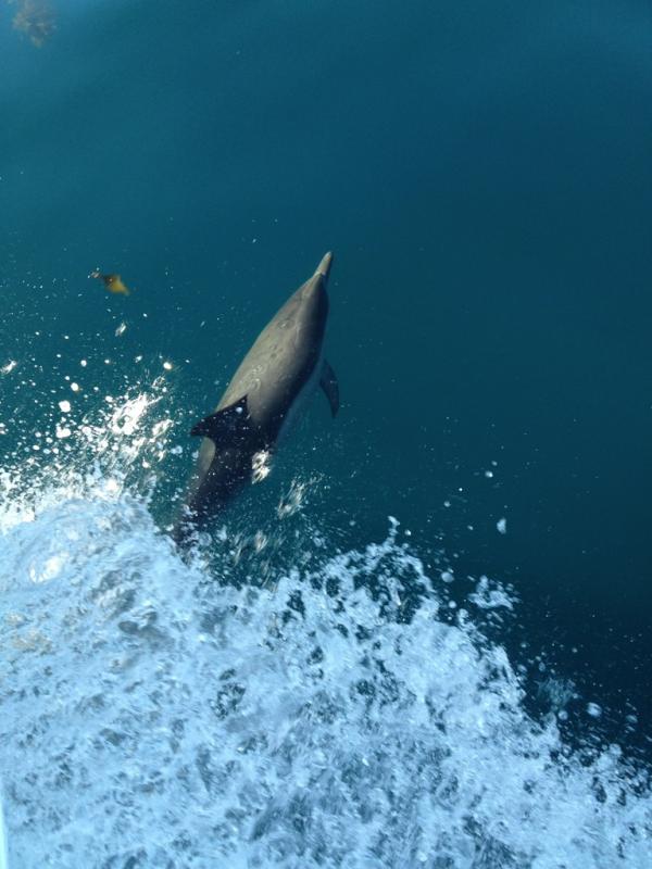 Love dolphins . I will enjoy the life here and try to forget u.  Wish u can have a nice valentine's day. Still love u,