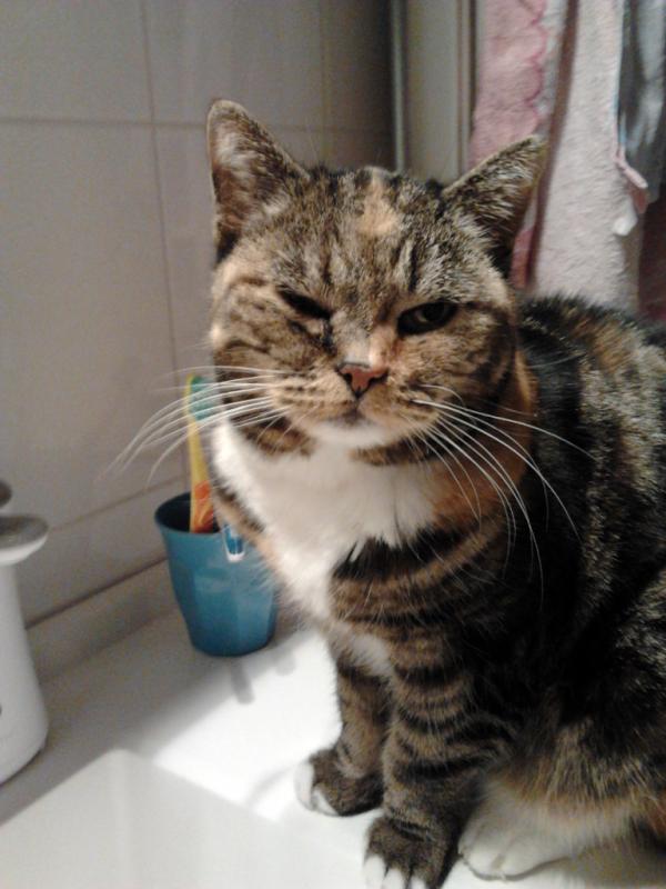 miverbe's tweet image. Mickey aan de bloeddrukverlagende medicijnen.