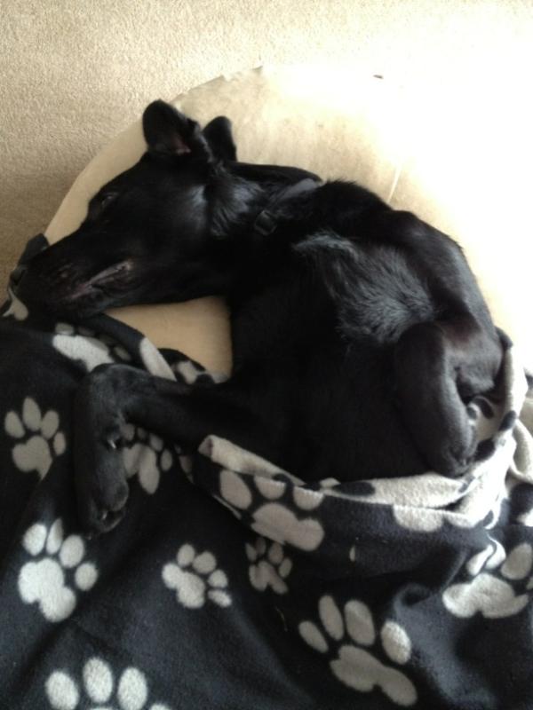 Archie puppy is having a nap after running around in the snow!