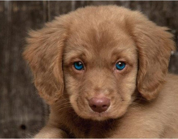 enil_edaMBrown's tweet image. buy me this puppy and i promise i'll love you forever. #isware