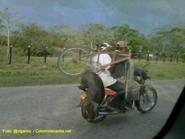 andresarango22's tweet photo. Pig on a motorcycle http://t.co/qMaWrATF