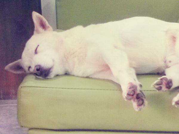 jeahueng's tweet photo. 개졸려... http://t.co/NgSE0OTz