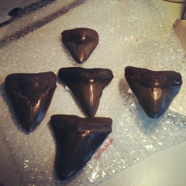 sharkteethfilms's tweet image. #carcharoclesmegalodon #yestheyarereal #amazing