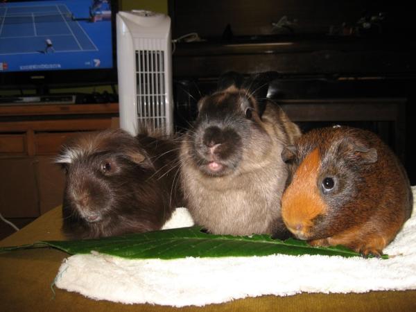 Fleela's tweet photo. #mypocketpets Finally friends http://t.co/GO0YF7W0