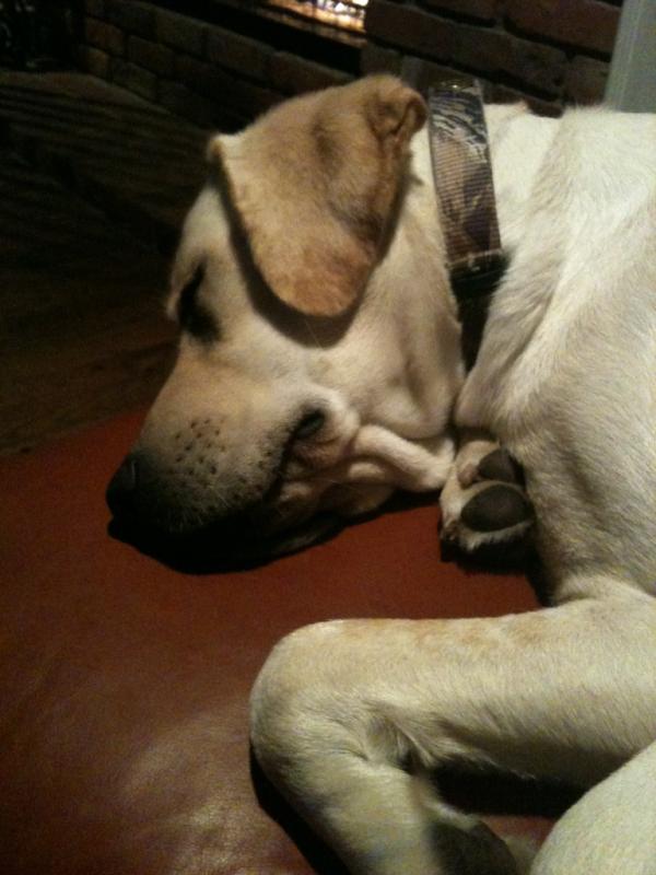 LabReports's tweet image. I&apos;m kinda feeling down in the dumps. Is there such a thing as duck season withdrawal? I got it bad.