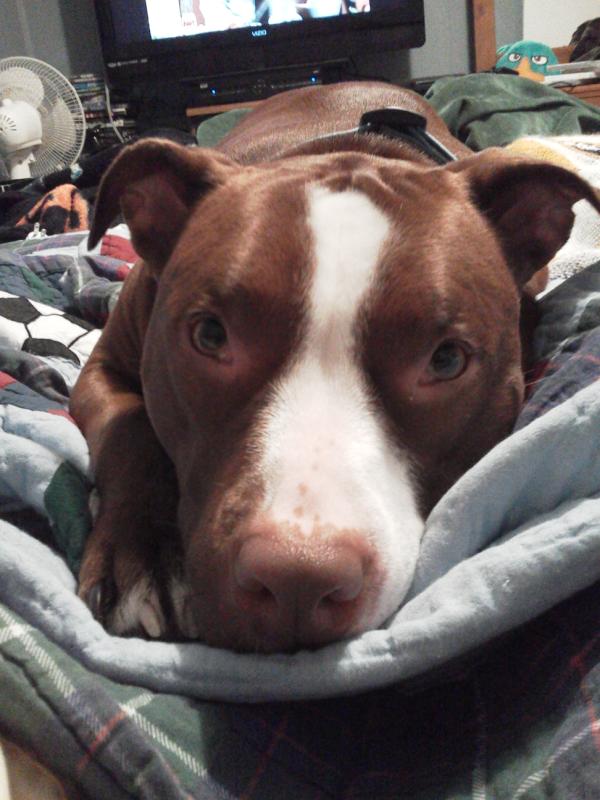 1cun0's tweet image. At least I'm not going through mono alone. #Pitbullpower