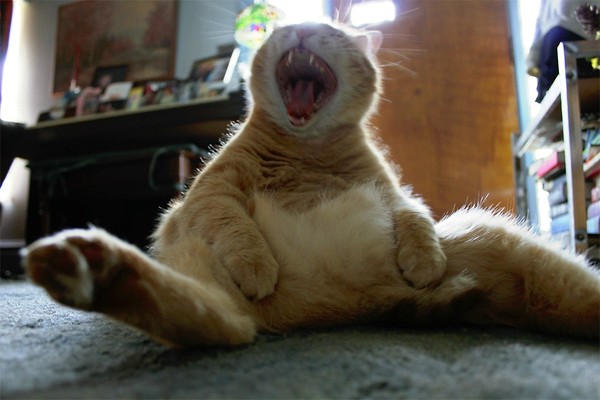 katsuny