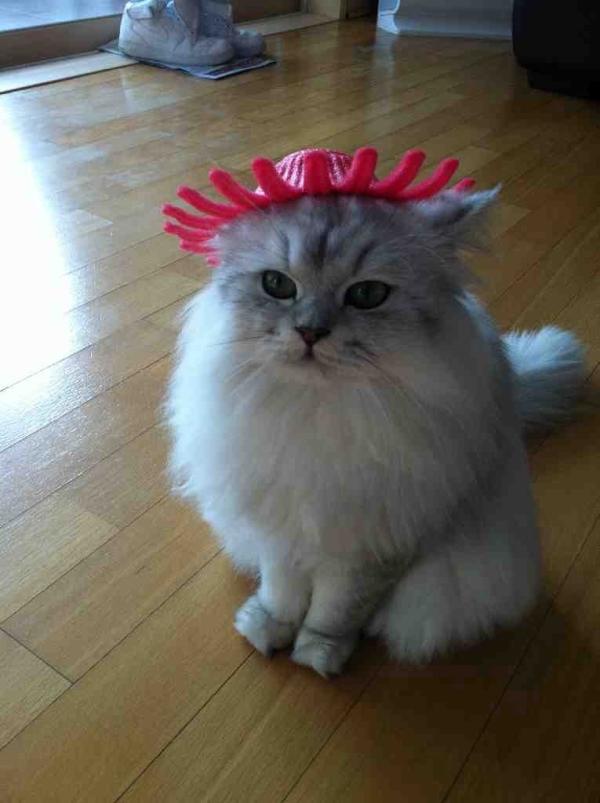 silverwest_mo's tweet photo. 오늘따라 우리 애기가 더욱 시크하군요~~ 스톼일~ http://t.co/XwxqSfQL
