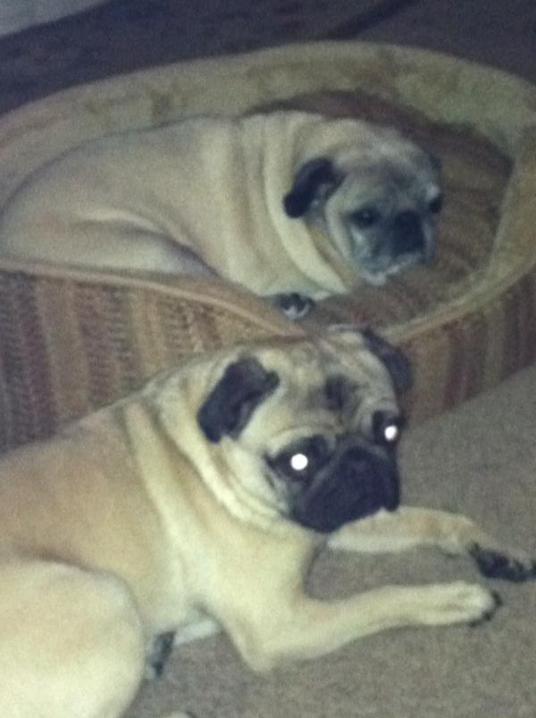 KimballPam's tweet photo. Puppy love http://t.co/ByUU3s03