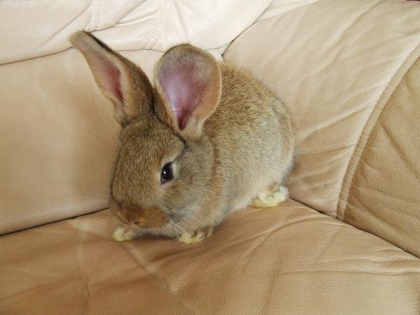 RogersRabbits's tweet photo. Got some babies in the nest why not take a look.. http://t.co/WunmAhjq http://t.co/VEK812TK
