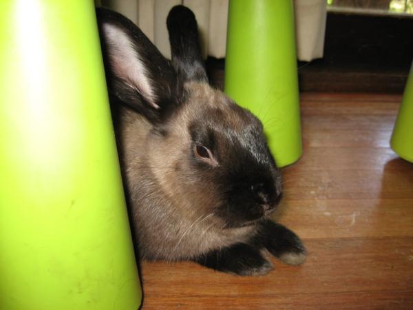BunnyTweets's tweet photo. "@Fleela: Maple the Bunny @BunnyTweets http://t.co/u6AplGxL" RT adorable!!! :)