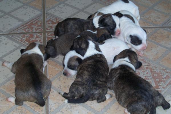bichovadio's tweet photo. Os cães da BICHO VADIO esperam a chance de ocupar o seu coração! Adote! Somente cães de adoção alegram o coração. http://t.co/ZK7WLgFq