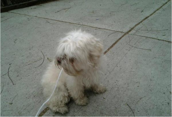 psiempreamigos's tweet photo. esta perrita necesita un hogar... cualquie informe con gusto.!!! http://t.co/q3zXFUMZ