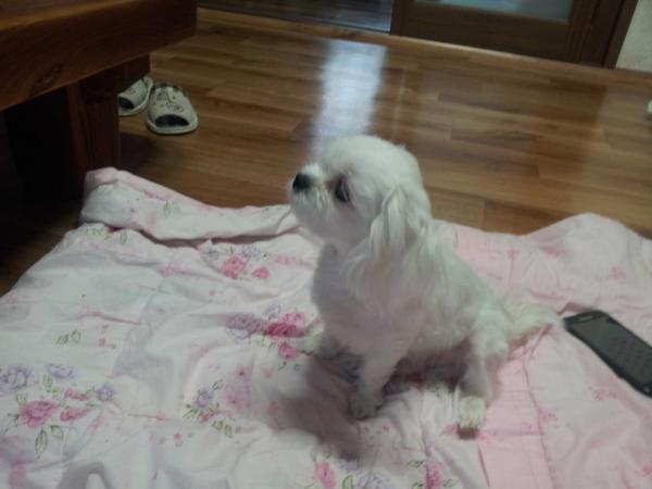 jin9008's tweet photo. 티브이 삼매경에 빠진 짱이 http://t.co/pu2NiRY0