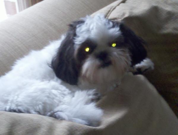 ruffollow tweet picture