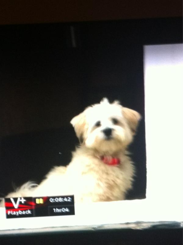 Paul_Cahill81's tweet image. Harry Shilcock makes an appearance on Location, Location, Location. #windowdog