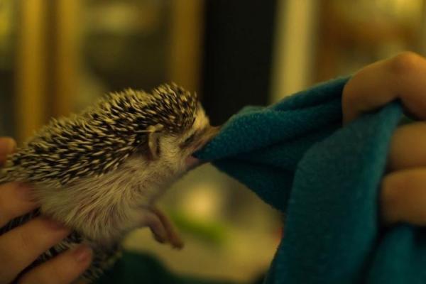 chloepostulates's tweet image. Fuck I need a hedgehog. I'll name him marmalade and we'll eat salads together. #tinyfork