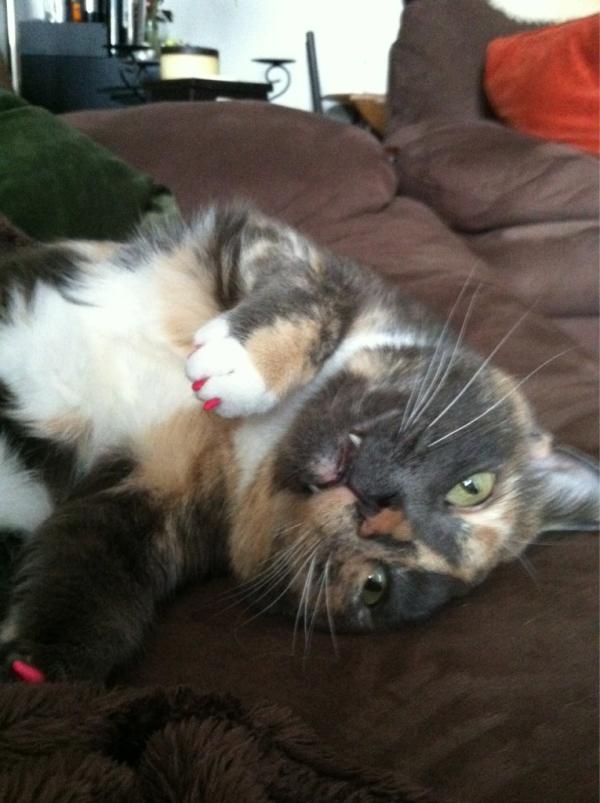 DaKCanz's tweet photo. @lawlesskittykat Sookie is a lawless kitty cat http://t.co/iMeLUXLZ