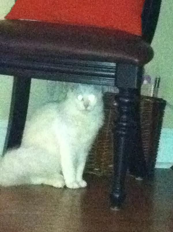 baihays13's tweet image. This cat hates me.. #lovecatstho #exceptthisone