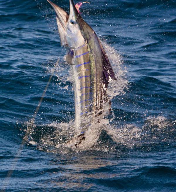 BlueOceans_Club's tweet photo. Beautiful lit up Sailfish! Great fishing in Exmouth, West Australia - once the cyclone passes! http://t.co/A1Wb3HLf http://t.co/UgkzQU6e