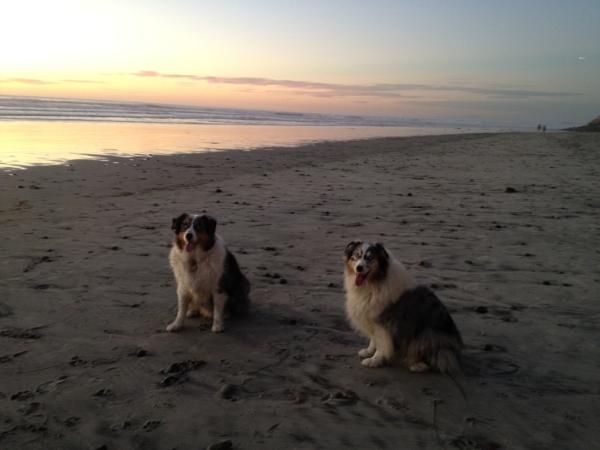 beachpony's tweet photo. Ahhhhh...  Nothing like Dog Beach in Del Mar, CA! http://t.co/m254tEFr