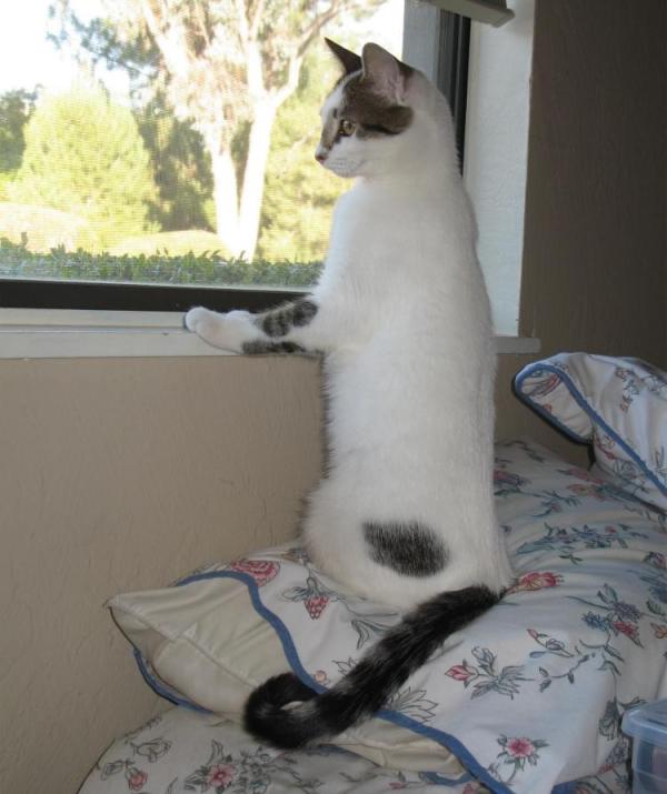 beachpony's tweet photo. Dottie the bird huntress stalking her prey! http://t.co/8b10KpOh