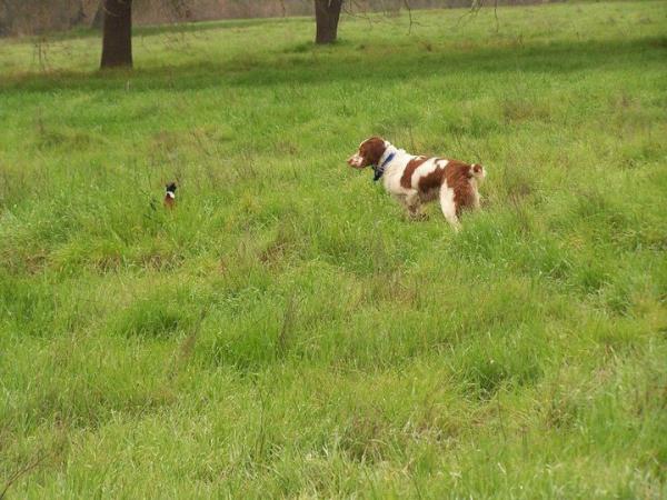 rpowellmbay's tweet photo. @AKC_Gazette Great photo of my Brittany on point.  Truly a spectacular photo.  A true bird dog @MontereyBayBrit http://t.co/qZzzMu4n