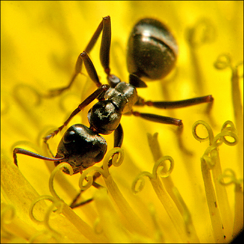 FloraMenu's tweet image. A tiny ant on a beautiful yellow flower #flower #macro #picture floramenu.com/picture_blog/5…