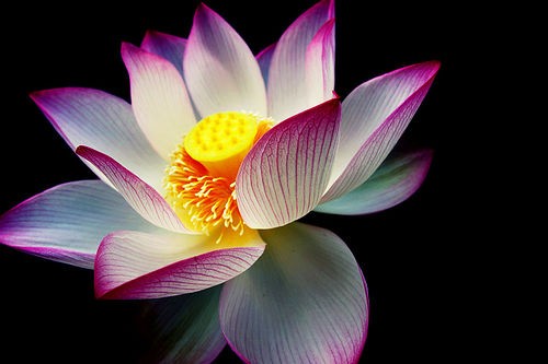 FloraMenu's tweet image. A beautiful purple lotus flower #picture #nature