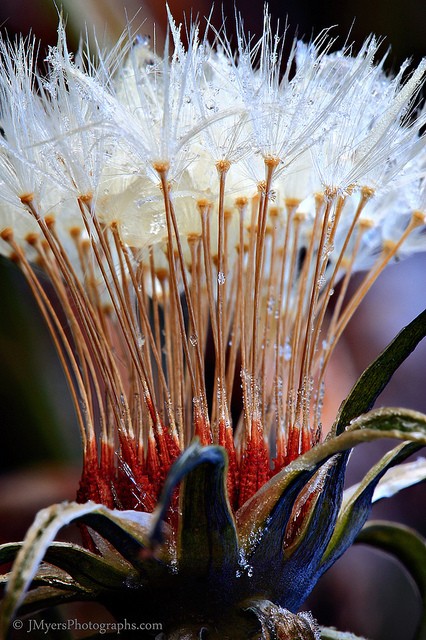 FloraMenu's tweet image. Dandelion flower macro