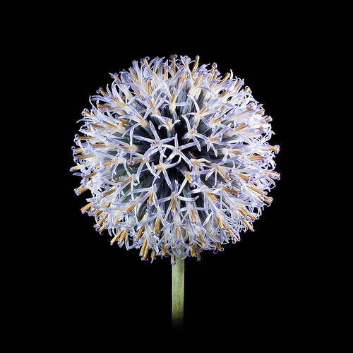 FloraMenu's tweet image. Have you ever seen a global thistle flower? bit.ly/xXuoRH